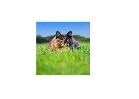 Cat on grass Stock Photos