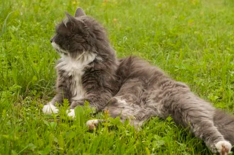 Cat on grass Stock Photos