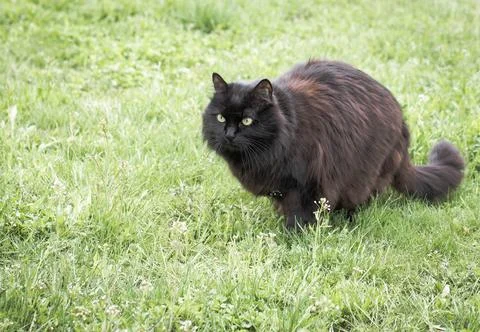 Cat in the grass Stock Photos