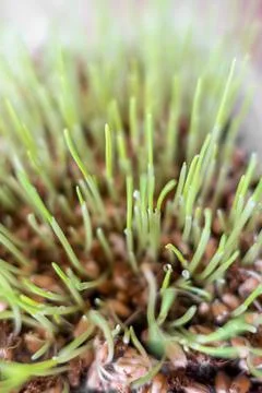 Cat grass Foto stock