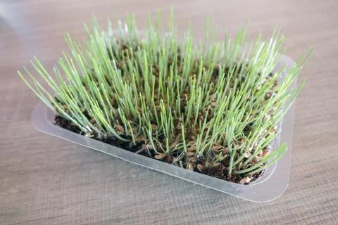 Cat grass Stock Photos