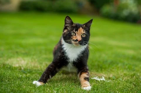 Cat on the grass Stock Photos