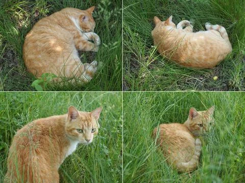 Cat in the grass Foto stock