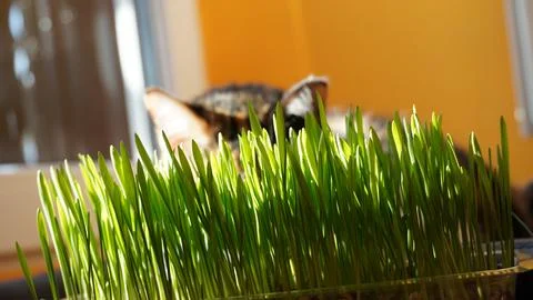Cat grass Stock Photos
