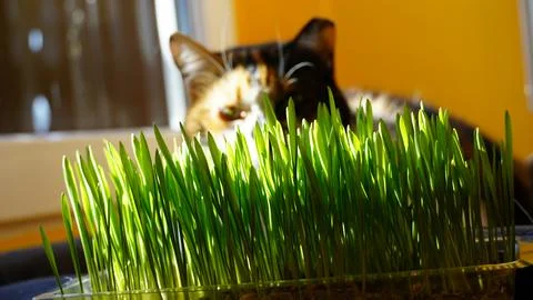 Cat grass Foto stock