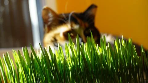 Cat grass Foto stock
