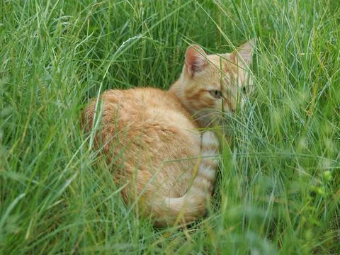 Cat in the grass Stock Photos