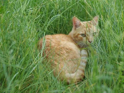 Cat in the grass Foto stock