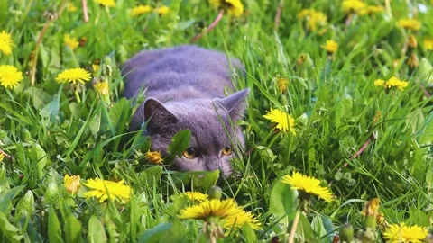 A cat in the grass . A scared cat. Walking pets. Stock Footage 189770000