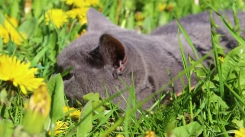 A cat in the grass . A scared cat. Walking pets. Stock Footage 189770326