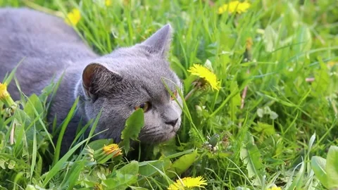 A cat in the grass . A scared cat. Walking pets. Stock Footage 191103591