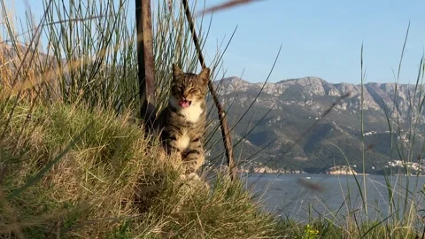 Cat in the grass with the sea in the background Stock Footage 289627627