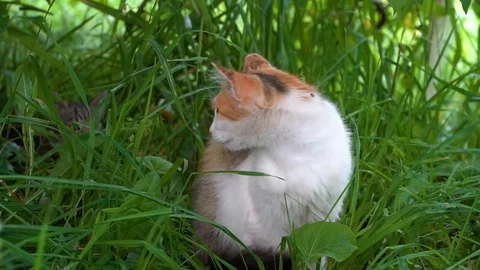 A cat in the grass with a small kitten Stock Footage 92110794