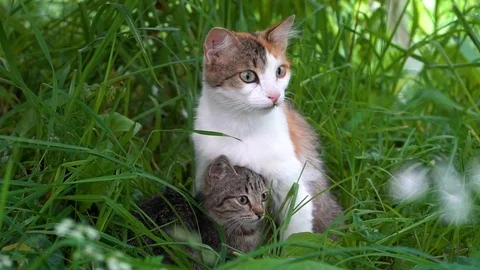 A cat in the grass with a small kitten Stock Footage 92110820