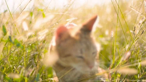 Cat in the grass in the sun Stock Footage