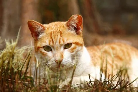 A cat on grasses Stock Photos