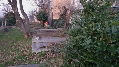 A cat on a grave surrounded by brush and greenery. Slow motion. Video stock 122167733
