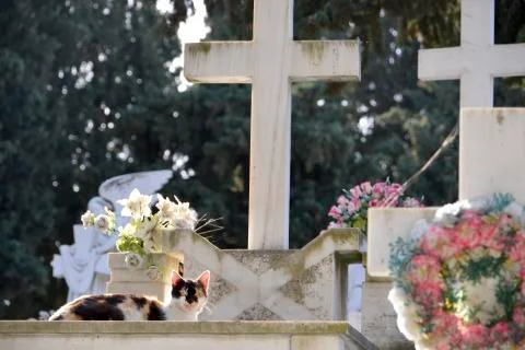 Cat on graveyard Fotos de archivo