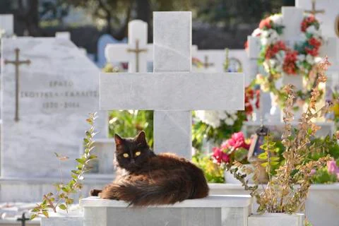 Cat on graveyard Stock Photos