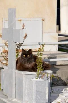 Cat on graveyard Fotos de archivo