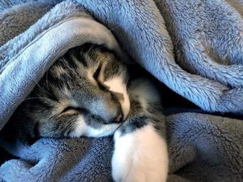 Cat in gray blanket Stock Photos