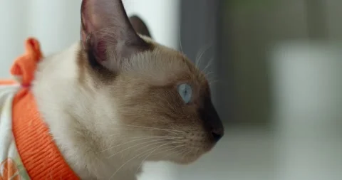 The cat gray cat wearing orange coat is looking at the camera. Stock Footage 238891992