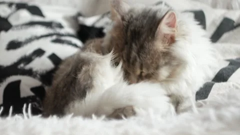  cat gray fluffy licking wool cleansing fur washing Stock-Footage 144920983