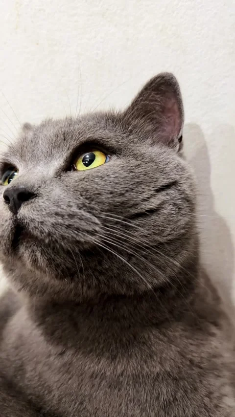 Cat with gray fur and calm gaze creates cozy pet portrait. Stock Footage 346042073