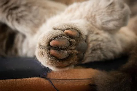 Cat gray paws at rest. close-up. drowsiness. Stock Photos