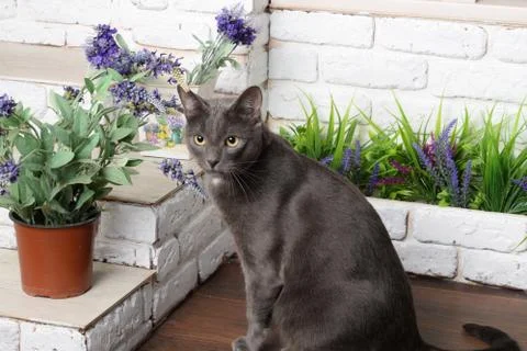 Cat gray sitting Stock Photos