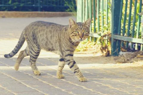 Cat gray striped walking down the street looking at the camera Stock Photos
