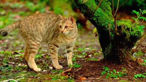 Cat grazing near mossy tree roots Stock Footage 333499298