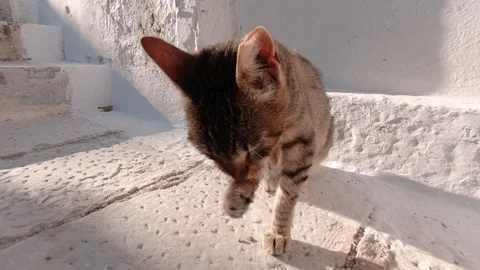 Cat from Greece Cleaning Itself. Fast Forward. Stock Footage 116117445