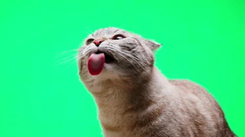 Cat on green background close-up, Scottish Fold portrait. Domestic animals. Grey 스톡 동영상 182636330