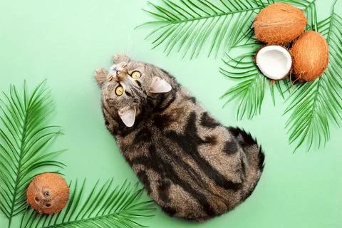 Cat on a green background with coconuts. Foto stock