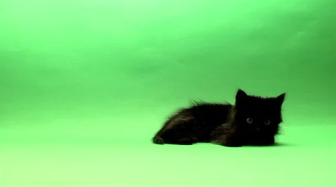 Cat on a green background Stock Footage 978729
