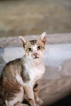 Cat with Green Eyes Posing Stock Photos