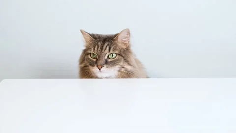 Cat with green eyes sitting at an empty table in kitchen. Stock Footage 165383011