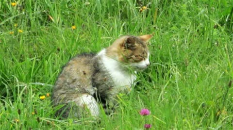 Cat in the green grass Stock Footage 11895781