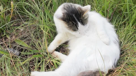 Cat on green grass 库存影片 33057986
