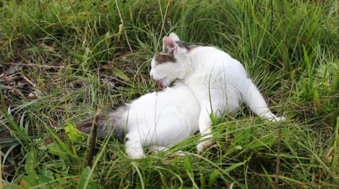 Cat on green grass Stock Footage 33239202