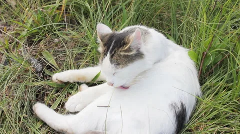 Cat on green grass Stock-Footage 35736159