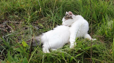 Cat on green grass Stock Footage 37107919