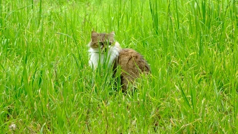 Cat in green grass Stock Footage 104256116