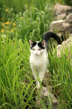 Cat in green grass Foto stock
