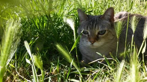 A cat in the green grass Stock Photos