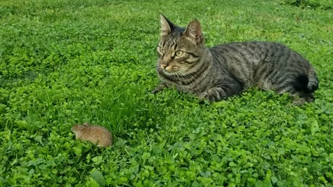 Cat on green grass play with small mouse Stock Footage 163154388