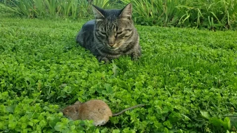 Cat on green grass play with small mouse Stock Footage 163154391