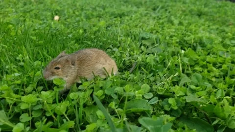 Cat on green grass play with small mouse Stock Footage 163154396