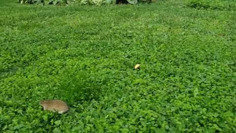 Cat on green grass play with small mouse Stock Footage 163154406